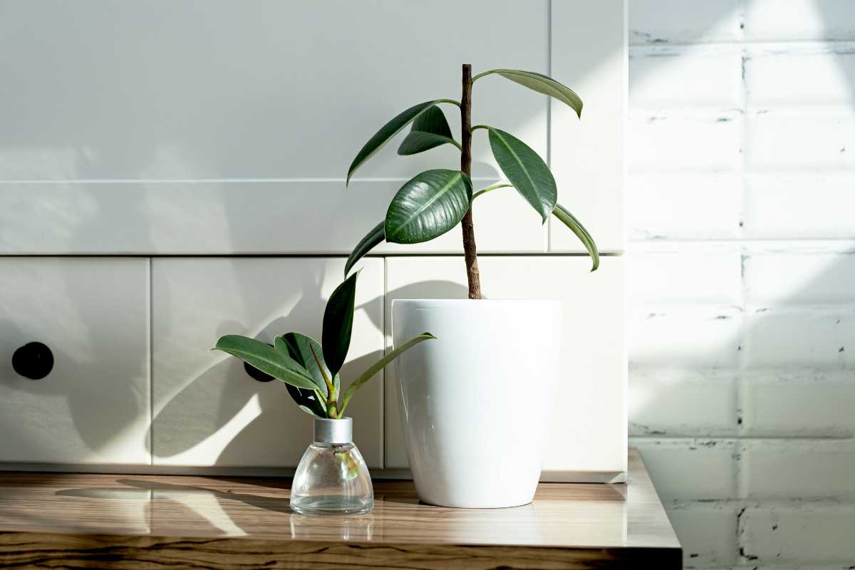 A potted rubber plant sits in a white container on a wooden surface. 