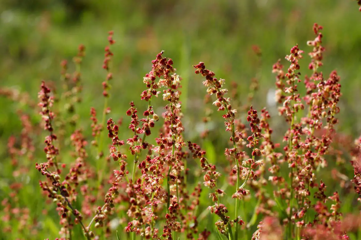 A field of sheep sorrel, one of the wild edible plants, stands tall with small, delicate red and pink blossoms against a backdrop of green grass.
