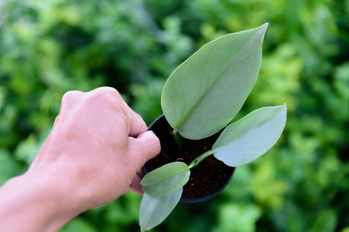 A hand is holding a small potted silver sword philodendron plant with three large, green leaves.