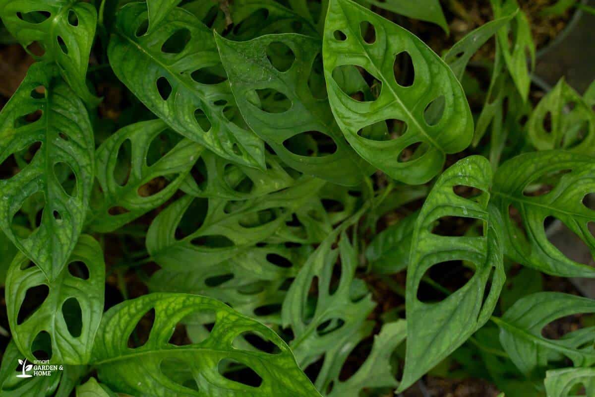 Clusters of green, perforated leaves of Swiss cheese plant showcasing their unique, oval-shaped holes and vibrant green color.