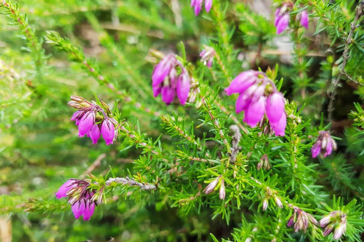 The drought-tolerant bell heather, featuring pink-purple flowers, sits in a rock garden outdoors.