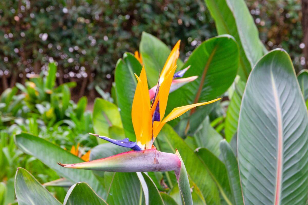 The Bird of Paradise, featuring large banana-like leaves that can add beauty to any garden