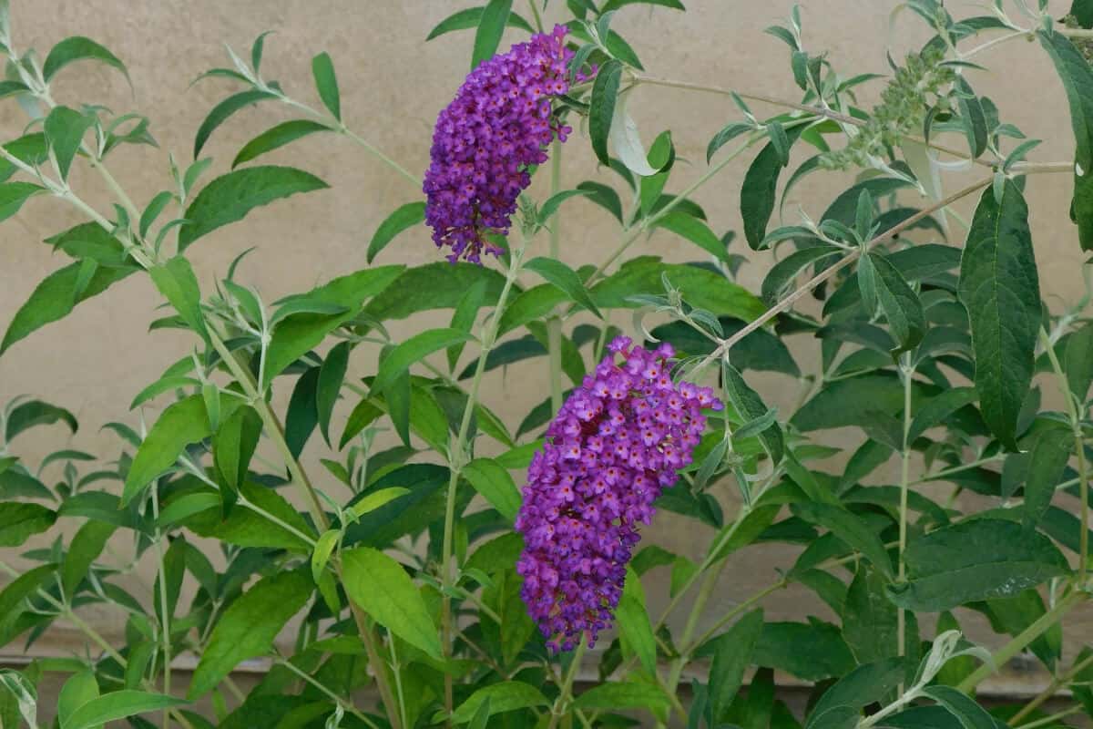 Butterfly Bush