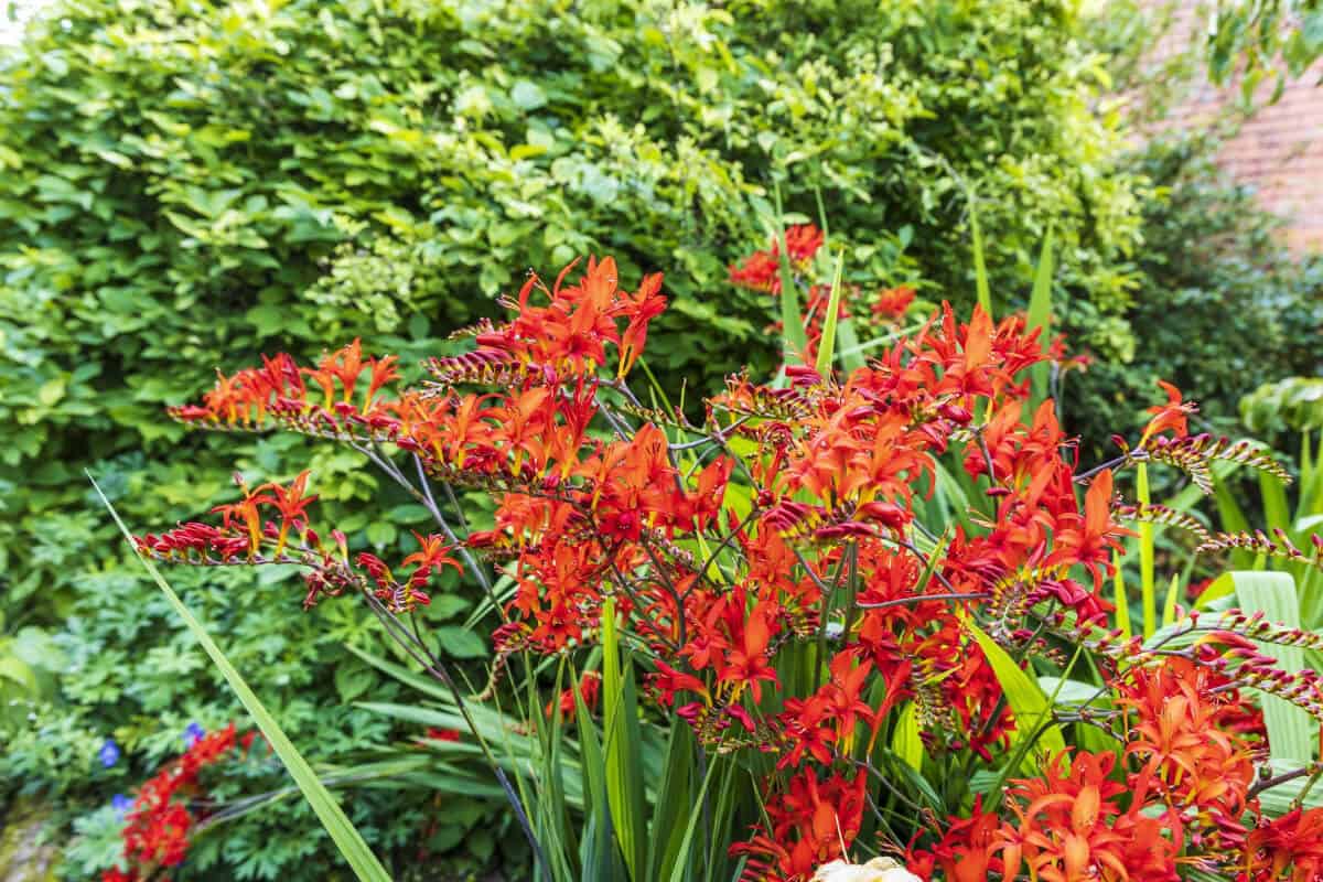 Crocosmia