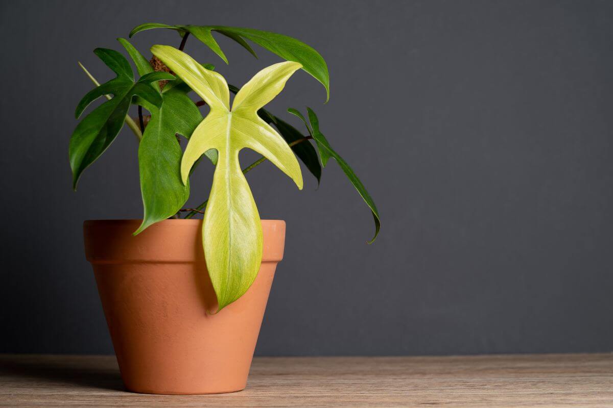 A potted philodendron florida ghost plant with green leaves sits on a wooden surface against a dark gray background.