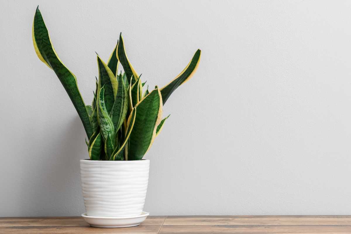 A snake plant with long green leaves edged in yellow, sits in a white textured pot on a wooden surface.