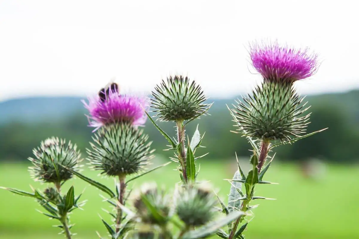 Several thistle, one of the wild edible plants, with spiky green stems and purple flowers in full bloom.