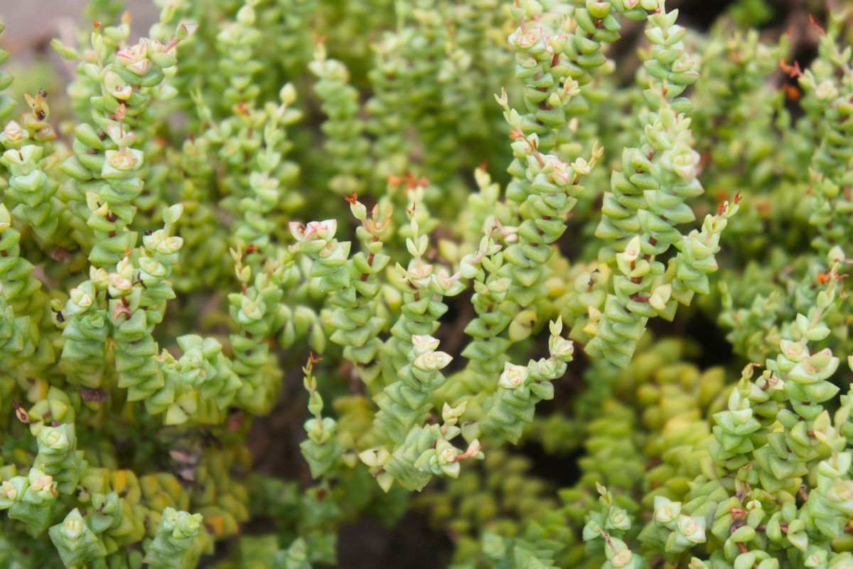 Close-up image of crassula rupestris commutata, this succulent showcases thick, fleshy leaves arranged in a stacked, beaded pattern along the stems.