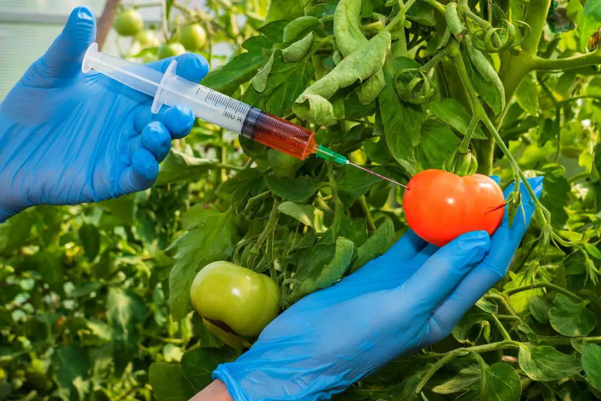 A person wearing blue gloves injects a red tomato on a vine with a syringe filled with a red liquid.