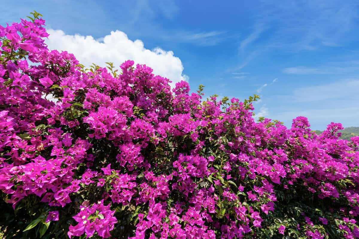 Bougainvillea