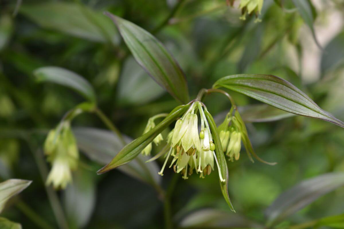 A close-up of the tiny bell-shaped flowers of the fairy bell, featuring small green berries that are often picked by birds.