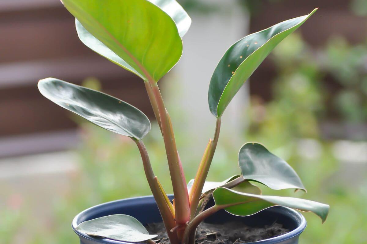 A healthy green philodendron green congo with broad leaves growing in a blue pot.