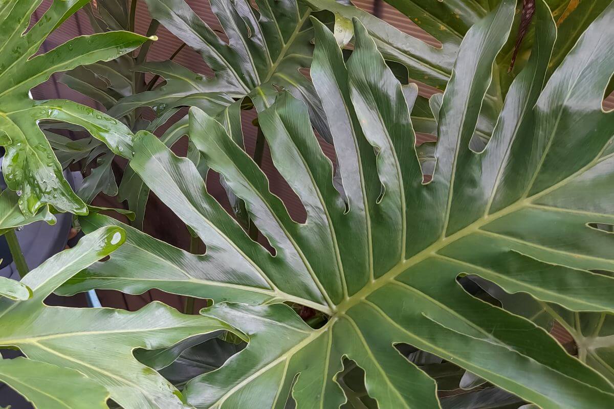 The Philodendron Selloum showcasing large, deeply lobed leaves