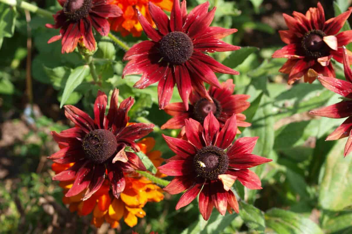 Rudbeckia