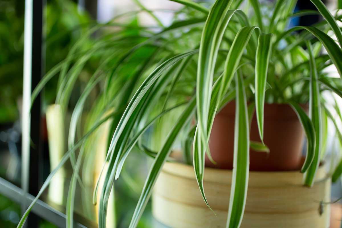 A spider plant in a pot placed on a wooden stand. 