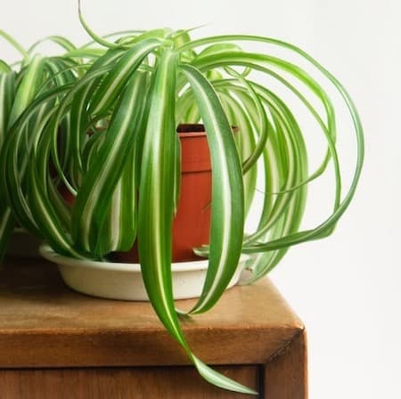 Spider Plant Most Common and Popular Houseplant