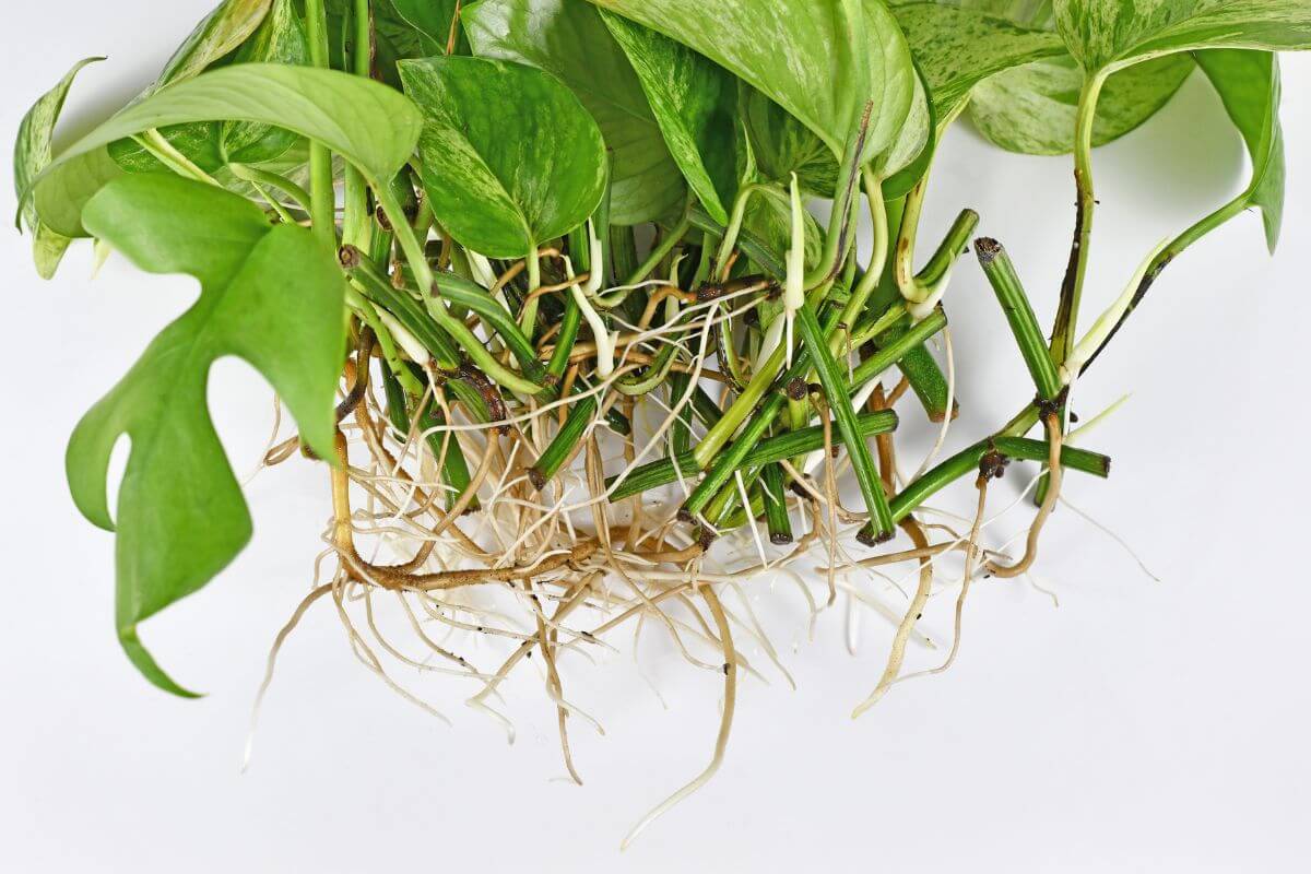 Close-up of several cuttings of marble queen pothos, showing the green stems and vibrant green leaves above a network of light brown and white roots.