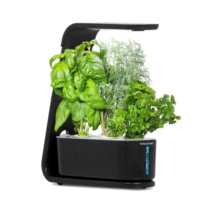 Aerogarden sprout with a sleek black design, featuring a built-in LED grow light. Several fresh green herbs, including basil, dill, and parsley, thrive in the compartments of this AeroGarden. 