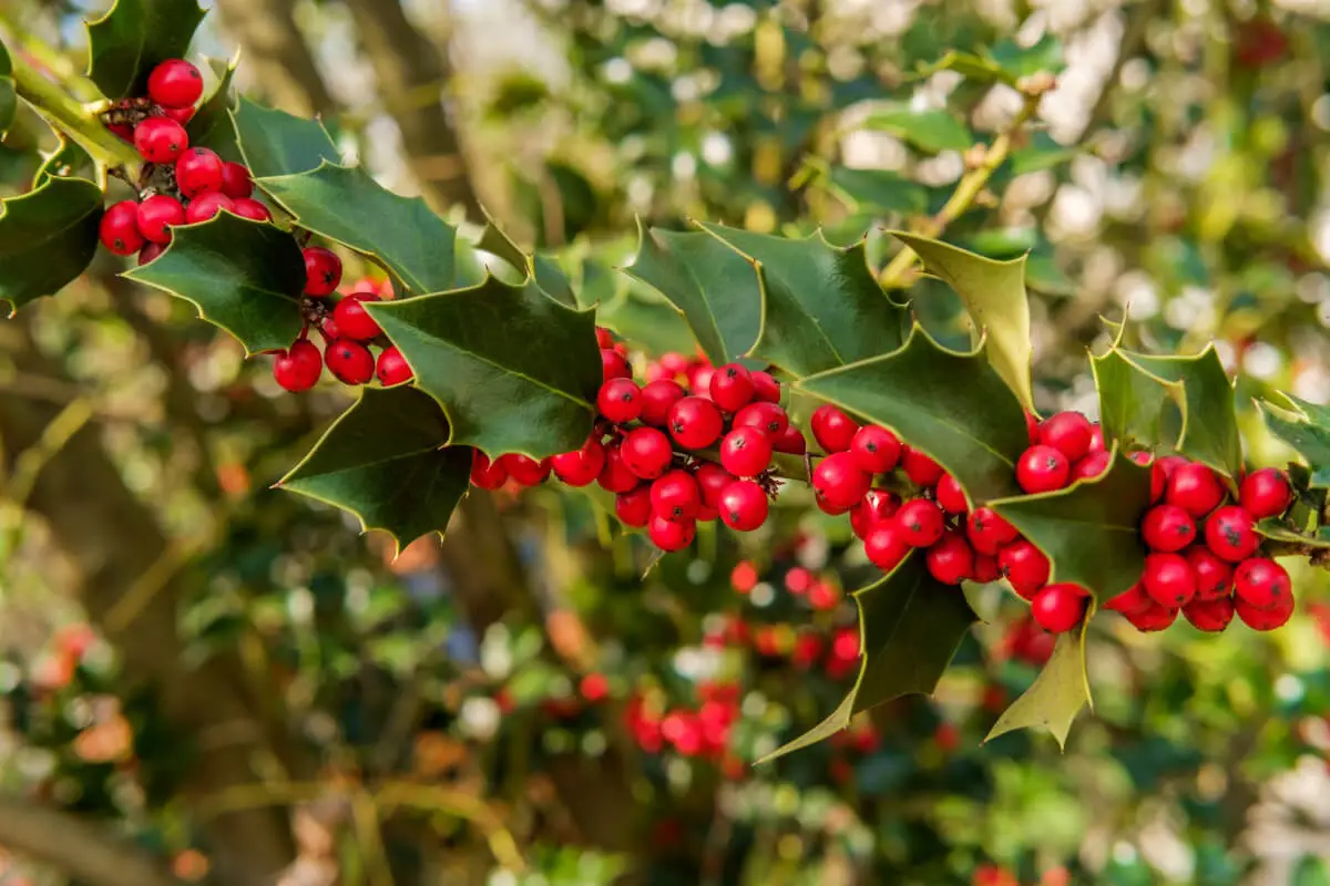 A branch of an American holly plant with vibrant green leaves and clusters of red poisonous berries.