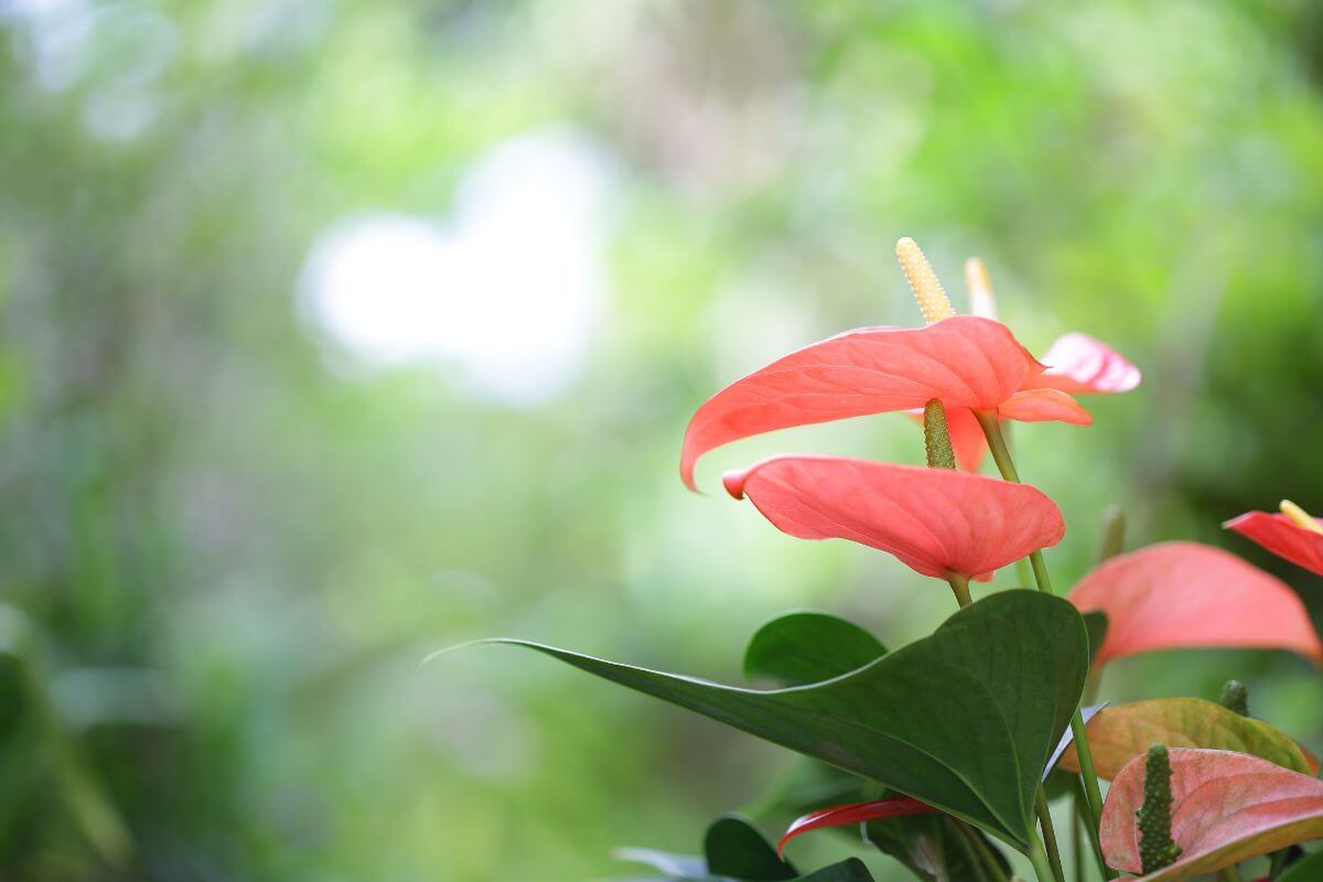 Close-up of a vibrant anthurium scherzerianum with pink-red spathes and yellow spadices.