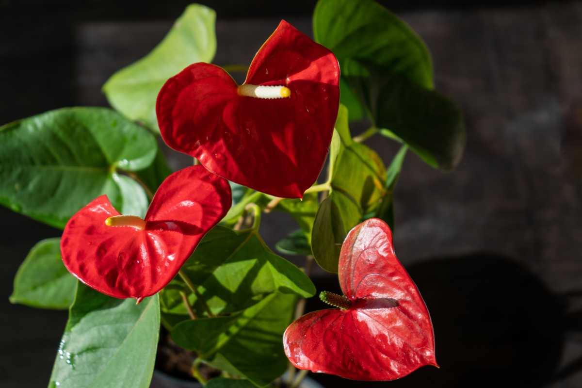 A close-up of a potted Anthurium plant with vibrant red, heart-shaped flowers and lush green leaves. 