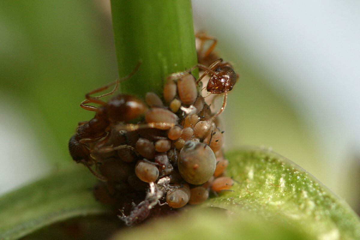 Ants farming aphids on a green plant stem. The ants, which are on pepper plants, appear to be tending to the aphids 