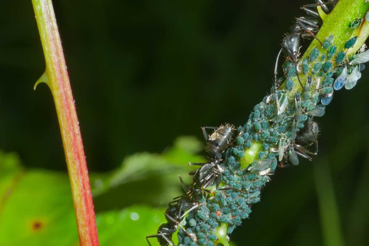 Black ants tending to a group of aphids on a green plant stem. 