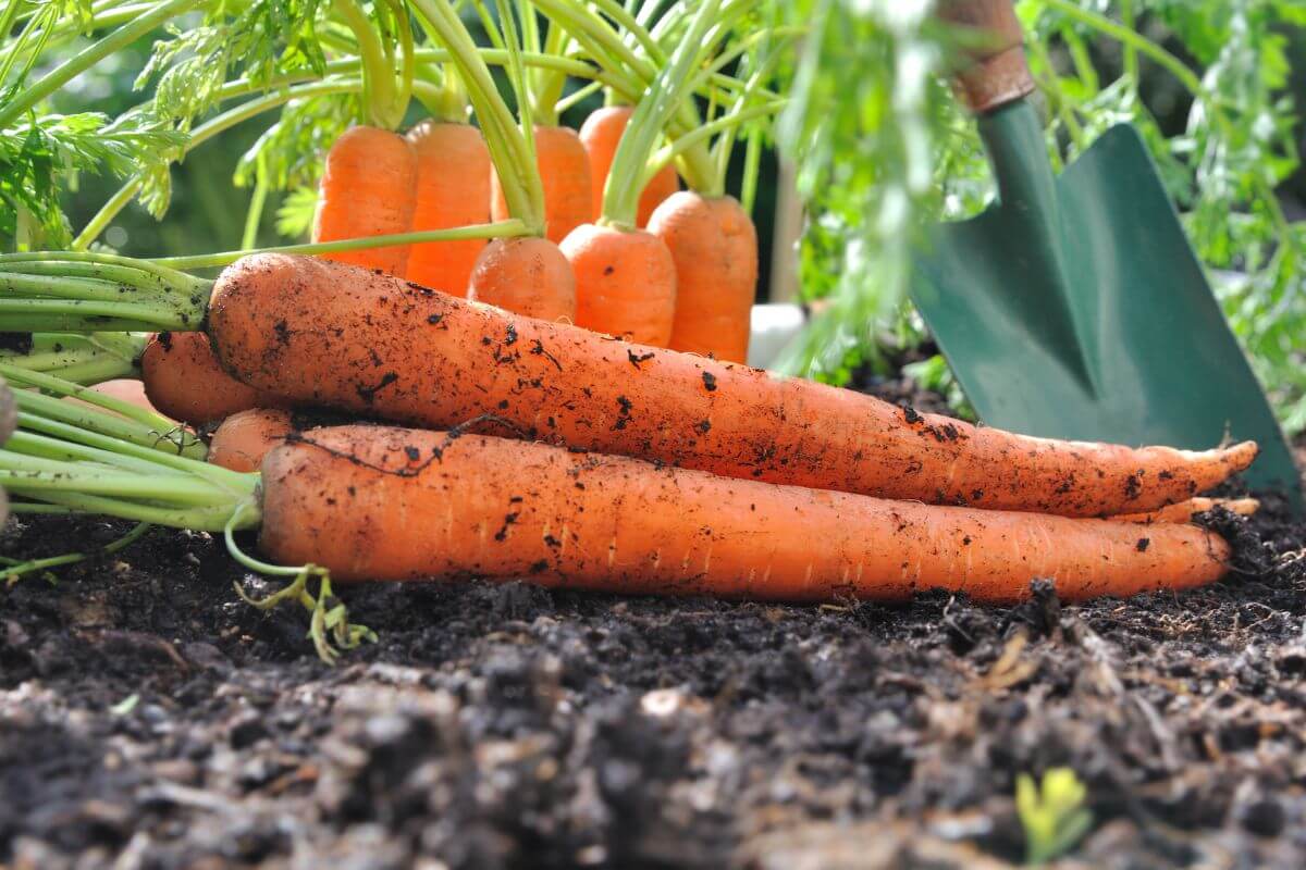 Freshly harvested carrots, with soil still clinging to them, lying on garden soil.