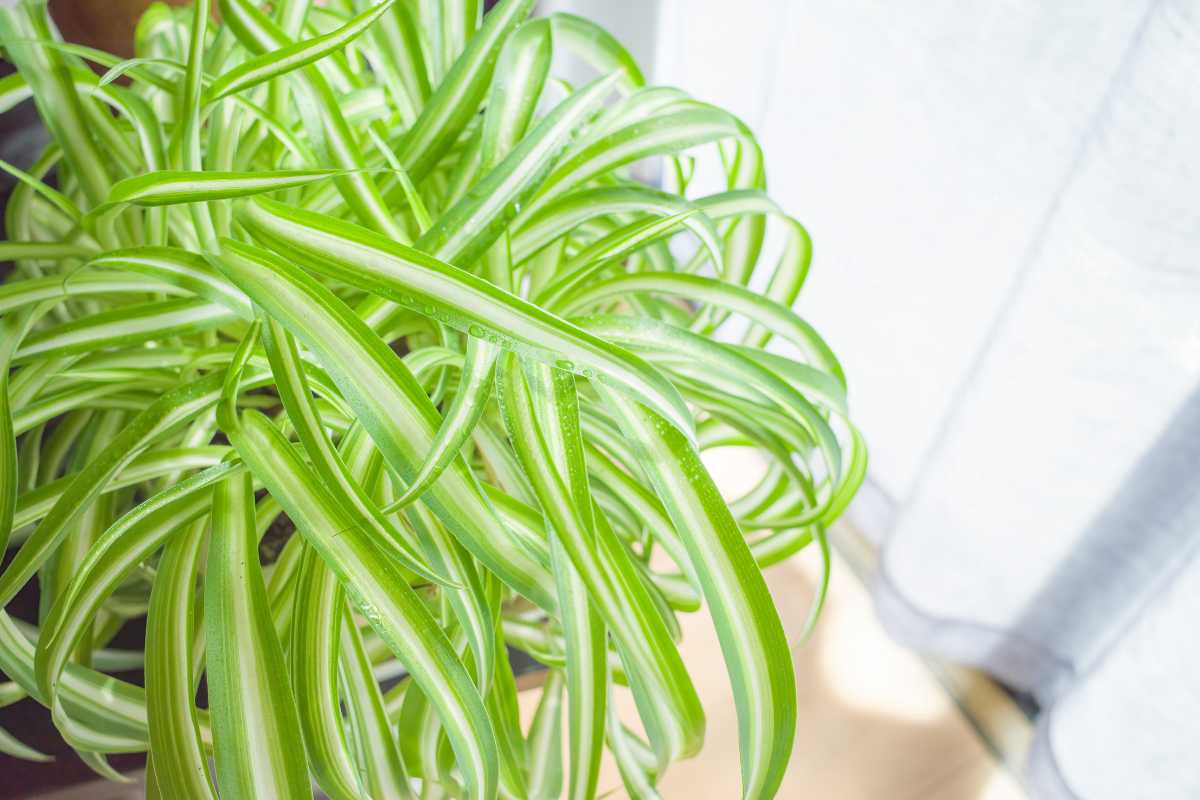 A vibrant spider plant with long, arching green leaves that have white stripes running down the center. 