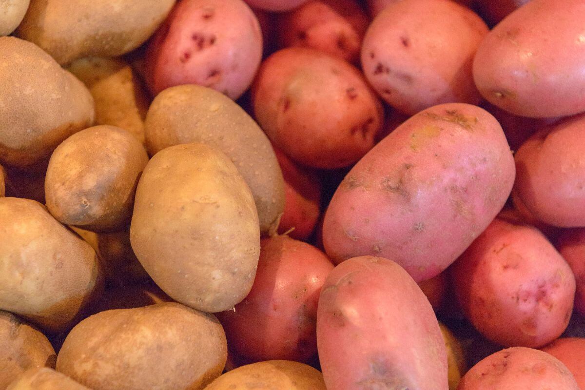 A pile of brown and red potatoes. The potatoes vary in size and shape, with some displaying minor surface blemishes. 