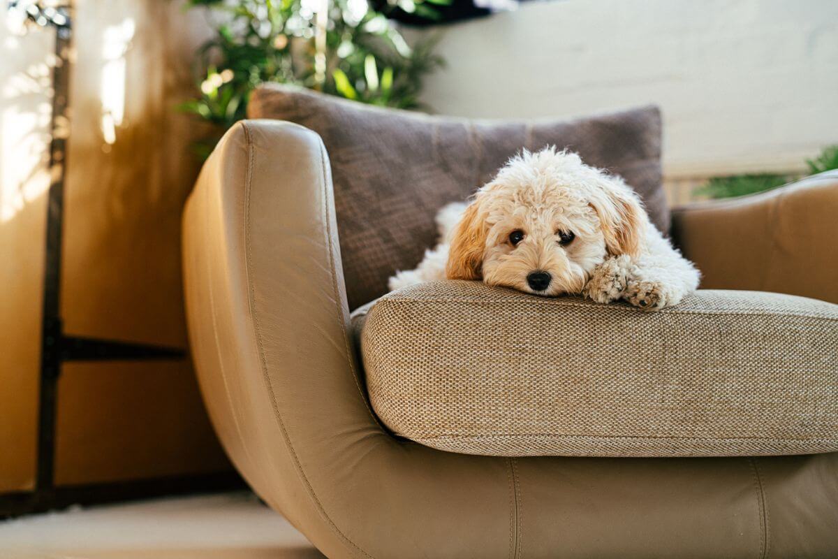 A fluffy cream-colored puppy with curly fur is lying on a beige cushioned armchair, resting its head on its paws.