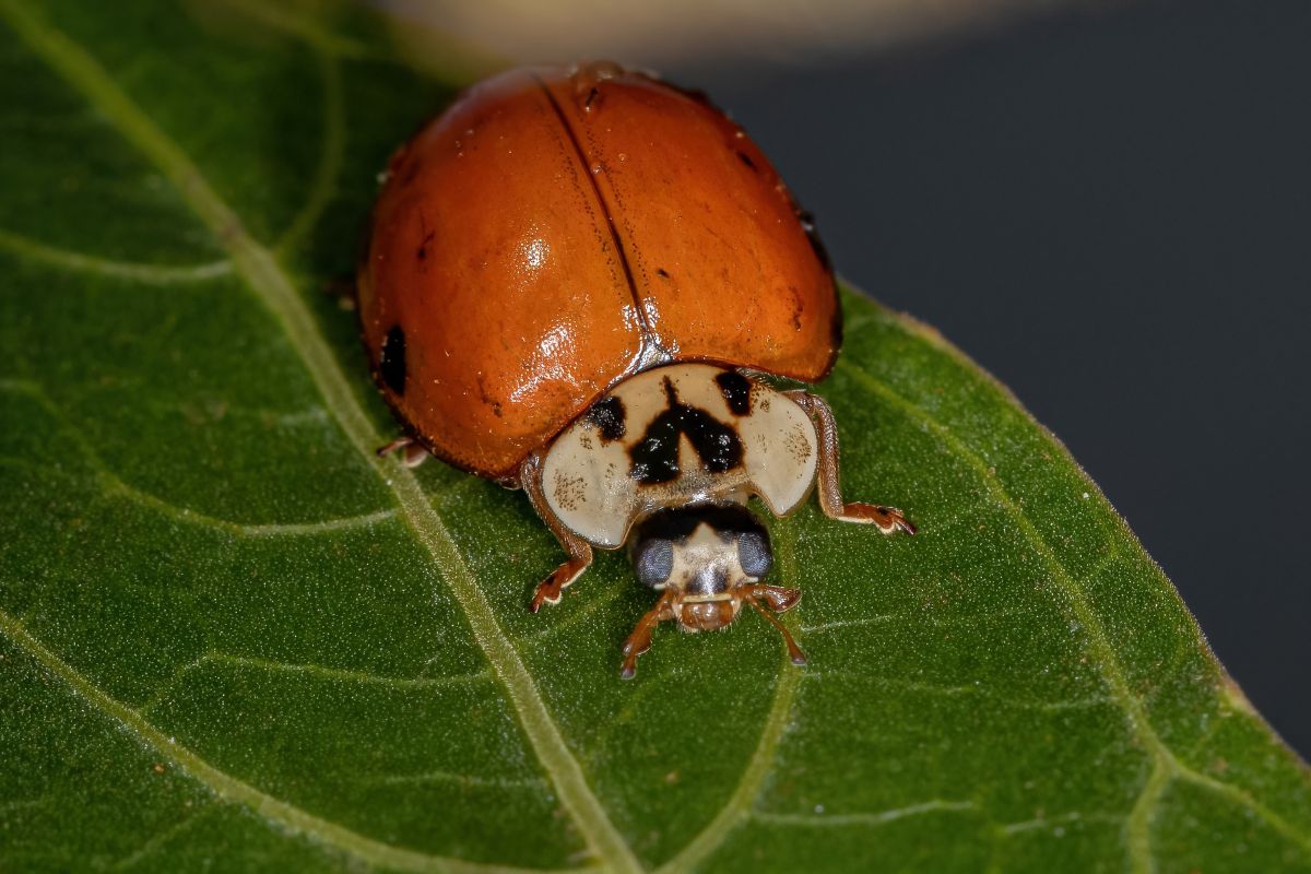 An orange asian lady beetle with black spots on its body and head, sitting on a green leaf.