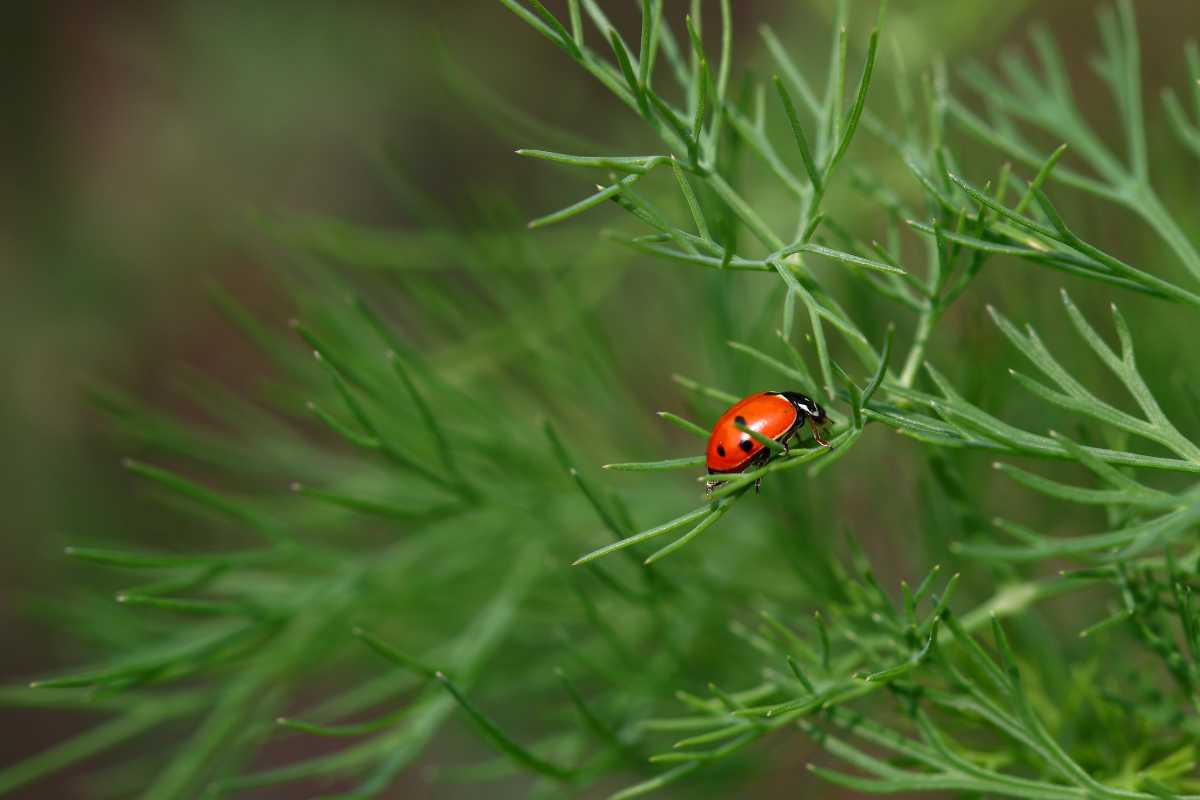 A red ladybug with black spots perched on dill leaves. 