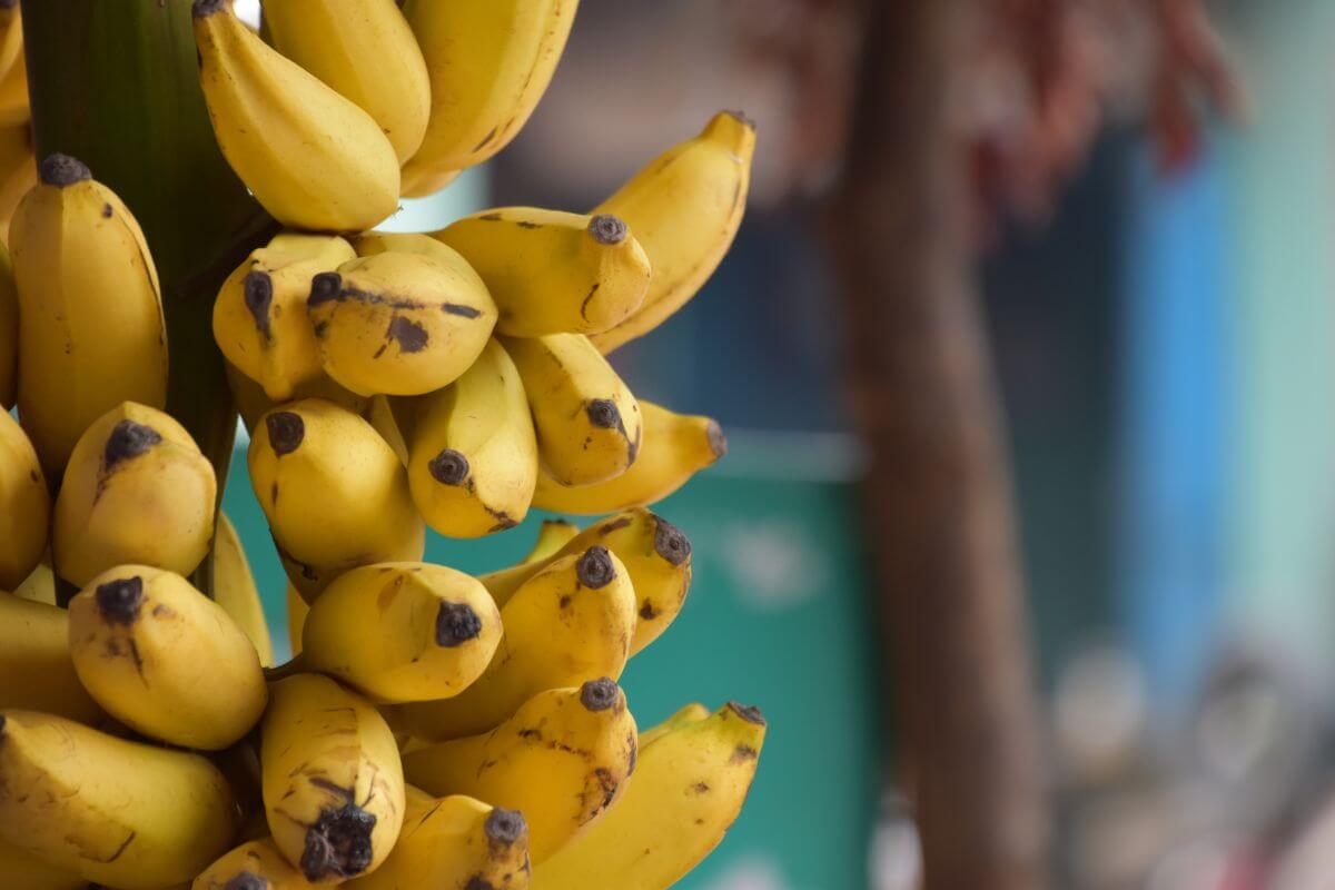 A close-up of a bunch of ripe yellow bananas still attached to the stalk.