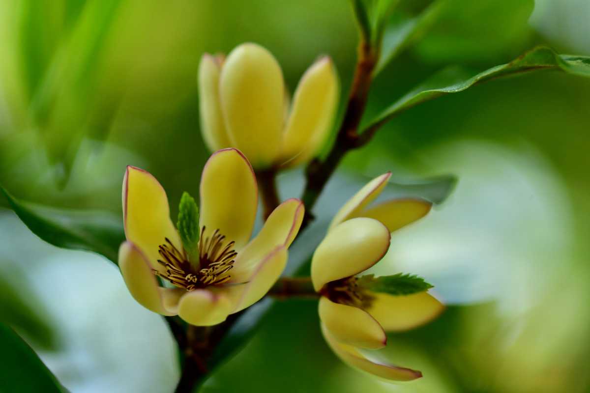 Banana shrub petals with maroon-tipped magnolia flowers in bloom against a blurred green background. 