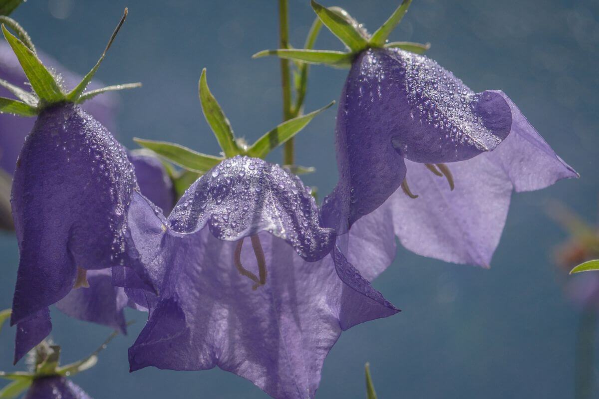 A close-up of gorgeous bell-shaped flowers with tiny water droplets on them.