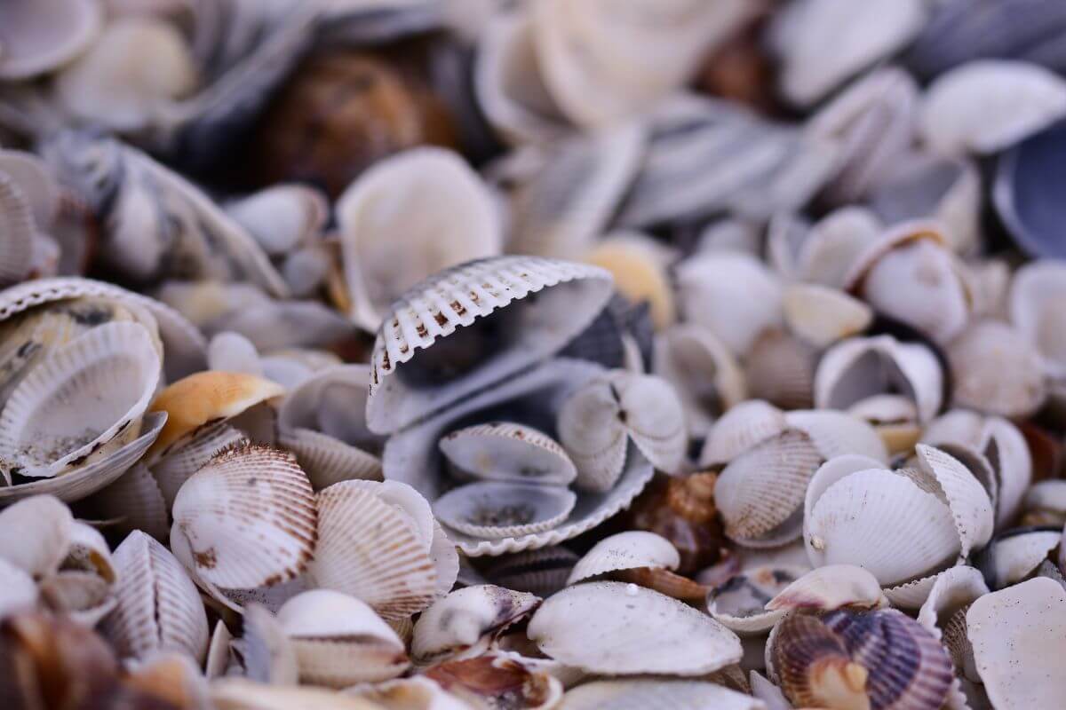 A close-up view of a collection of seashells in various shapes, sizes, and colors scattered on a surface.