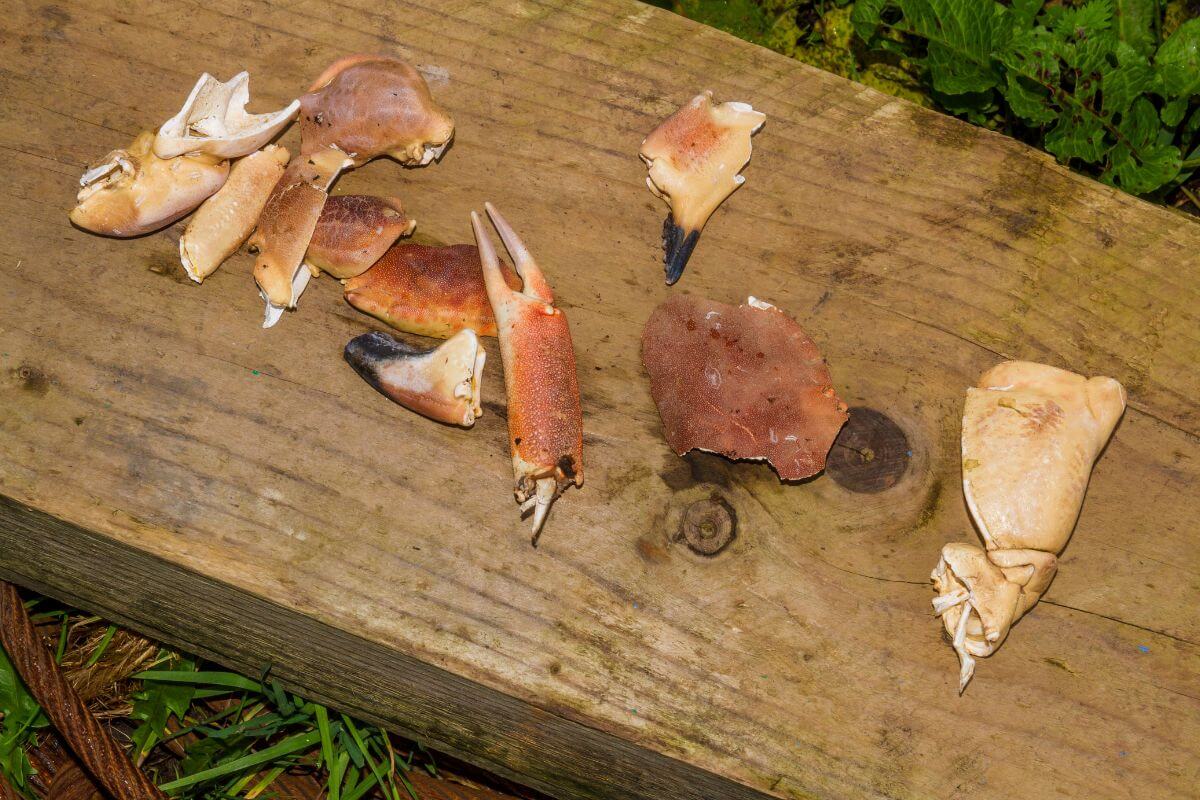 Scattered crab claws and shell fragments on a weathered wooden surface with green foliage in the background.