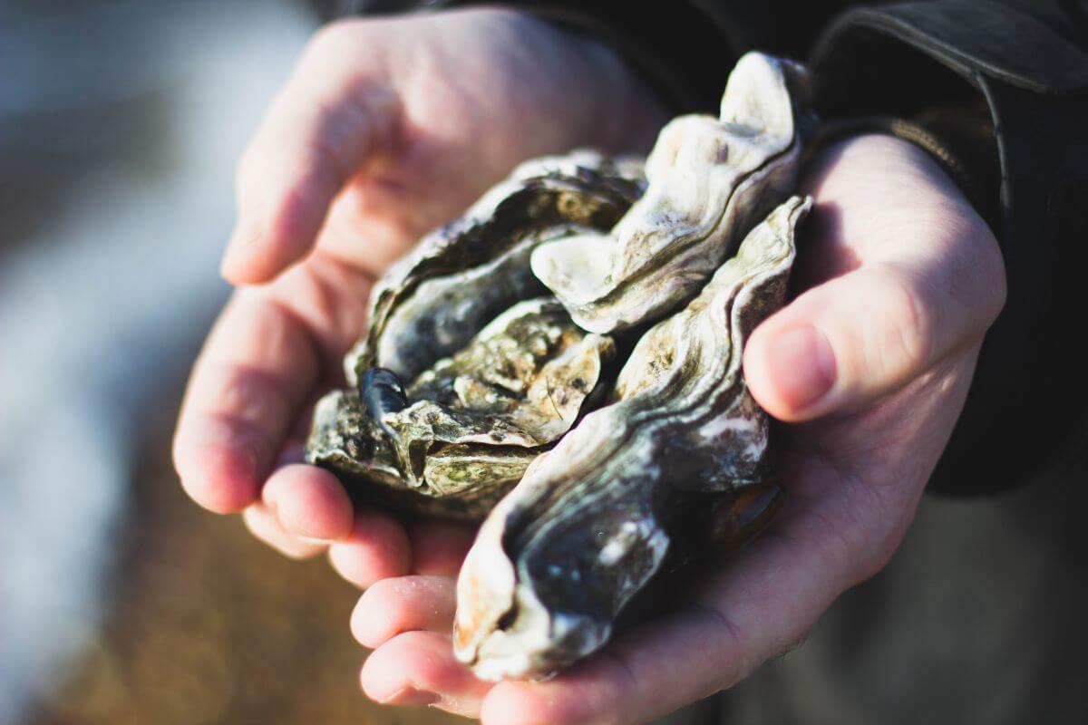 A pair of cupped hands holding several raw oysters, their rugged, textured shells displaying shades of white, gray, and brown.