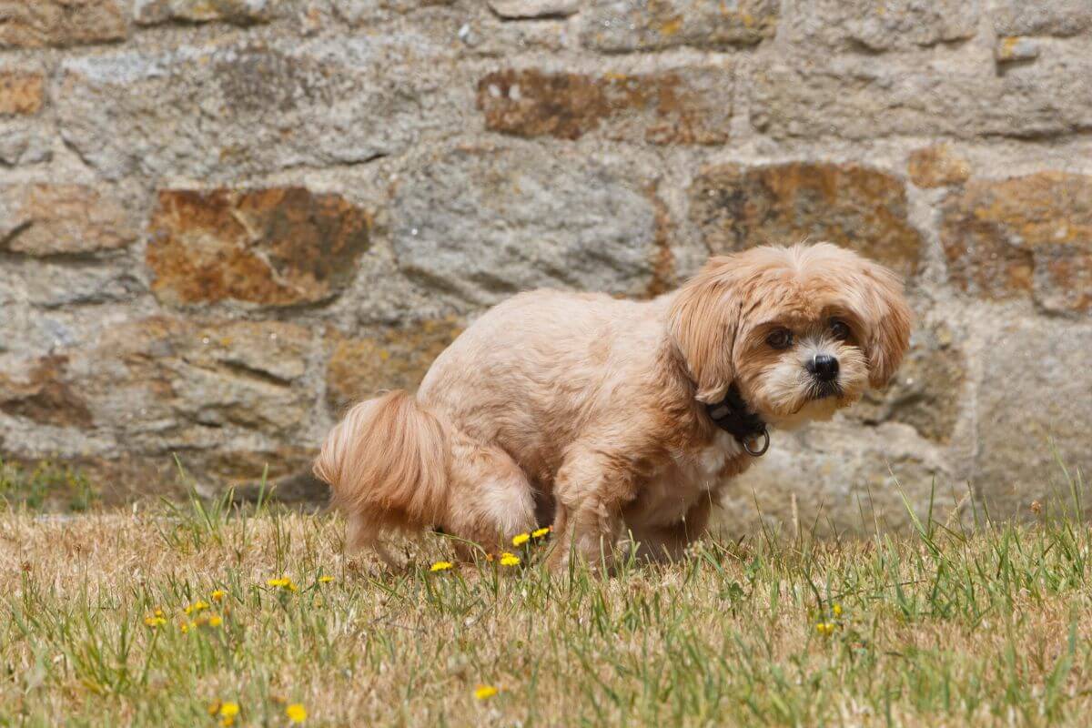 A fluffy light brown dog is pooping on grass in front of a stone wall.