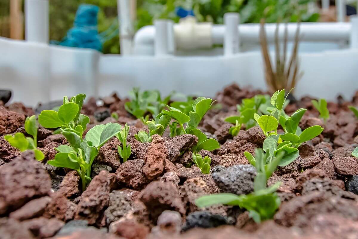 Close-up of young green seedlings sprouting from hydroponic lava rock in a garden.