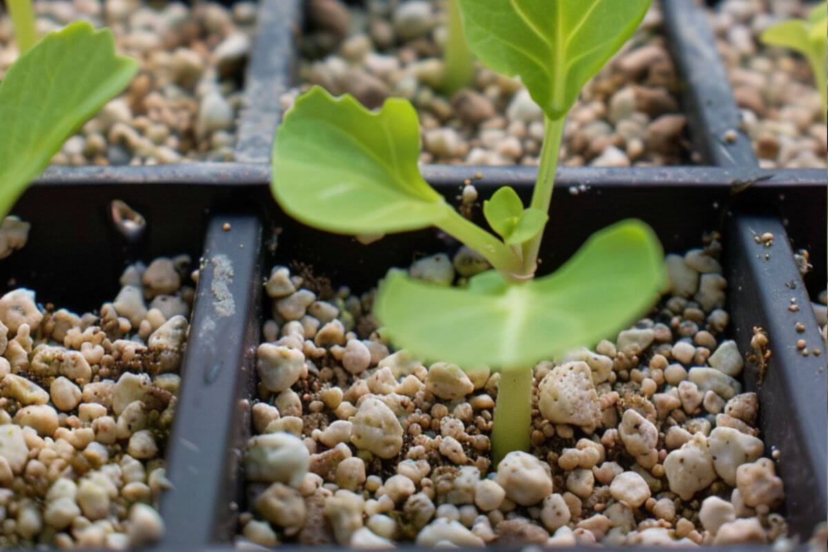 Close-up of young green seedlings growing in a tray filled with hydroponic pumice.