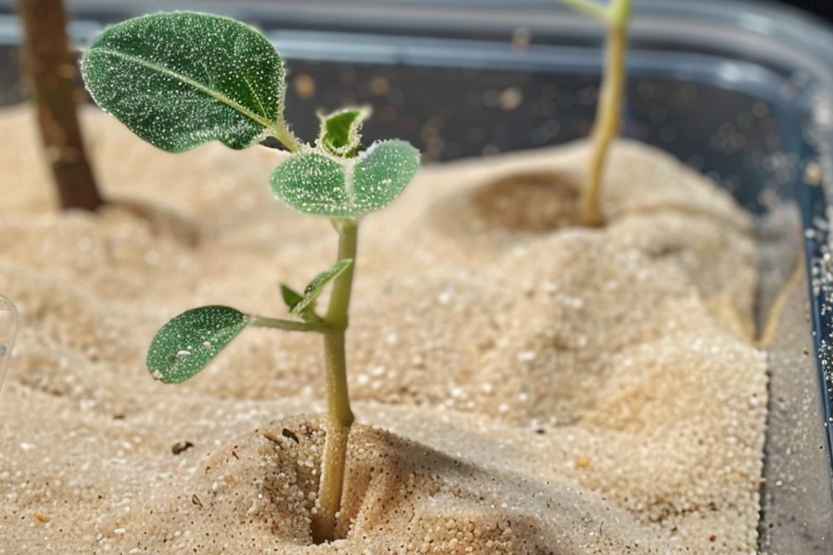 Close-up of a small, young plant sprouting from light-colored hydroponic sand.