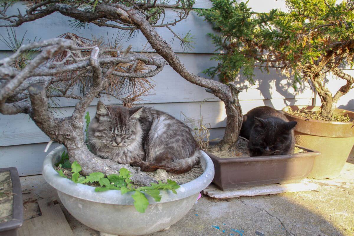 Two cats resting in potted plants under the shade of small bonsai trees.