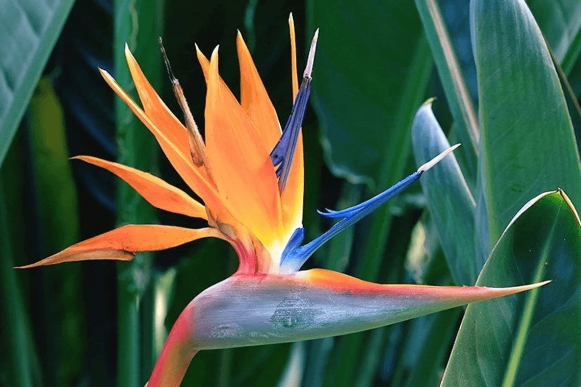 Close-up of a vibrant bird of paradise flower, with striking orange and blue petals.
