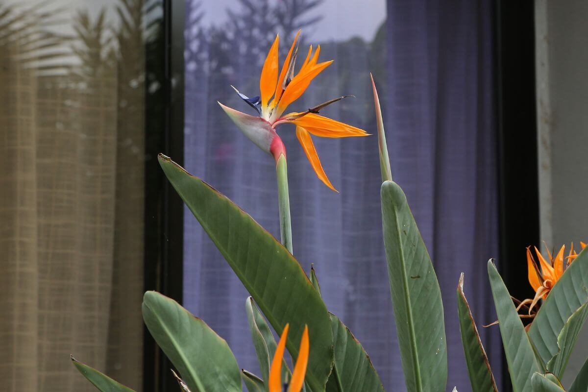 A vibrant Bird of Paradise flower with its characteristic orange petals and blue accents stands tall amidst green foliage, serving as a striking window plant in front of partially drawn curtains.