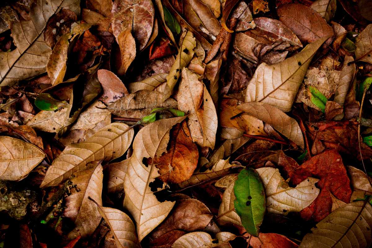 A ground covered with a dense layer of dry, fallen walnut tree leaves and twigs in various shades of brown, beige, and red. 