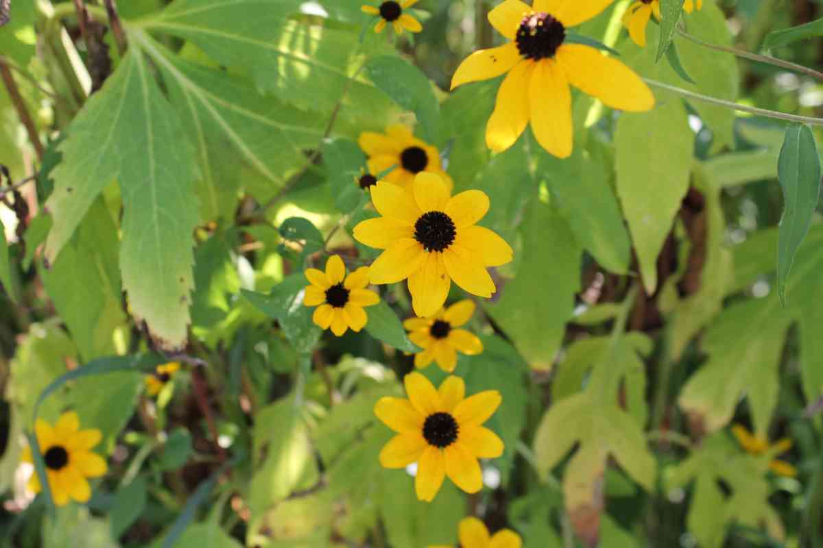 A cluster of vibrant black-eyed susan yellow flowers with dark centers.