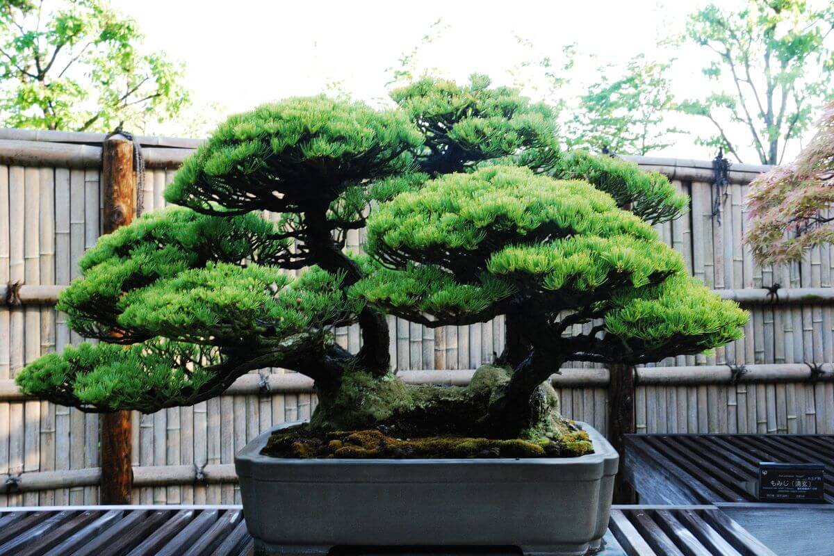 A small yet dense bonsai tree with multiple lush green canopies, meticulously pruned, stands in a rectangular pot.