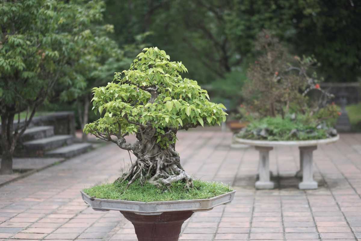 A bonsai tree that appears to be over 100 years old, displayed in a garden.